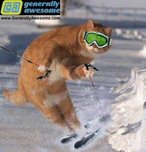 funny-cat-ski.jpg